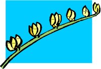 YELFLWRS.PCT