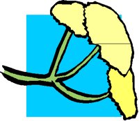 YELWBUD.PCT