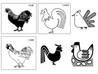 CHICKEN8.TIF