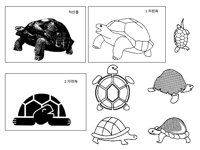 TURTLE2.TIF