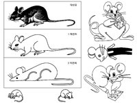 RAT5.TIF