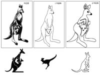 KANGARO2.TIF