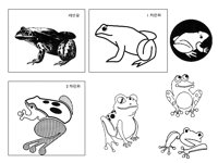 FROG3.TIF