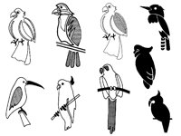 PARROT2.TIF