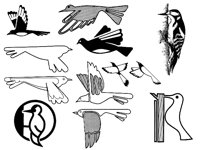 MAGPIE.TIF