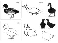 DUCK4.TIF