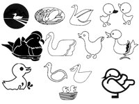 DUCK1.TIF