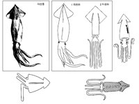 SQUID2.TIF
