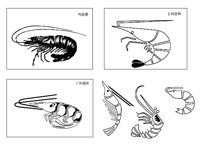 SHRIMP.TIF