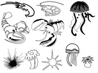 JELLYFIS.TIF