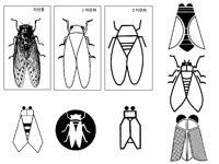 GOLDBUG4.TIF