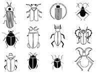 GOLDBUG2.TIF