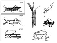 CRICKET2.TIF