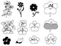FLOWER4.TIF