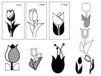TULIP.TIF