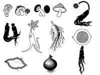 GINSENG.TIF