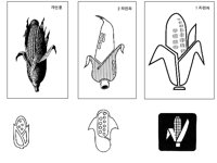 CORN2.TIF