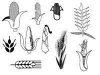 CORN1.TIF