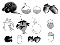 ACORN.TIF