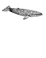 WHALE2.PCX