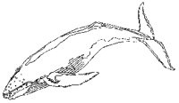 WHALE01.PCX