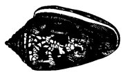 SHELL27.PCX