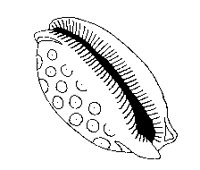 SHELL17.PCX