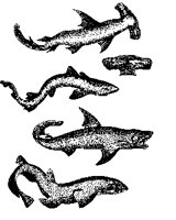 SHARKS.PCX