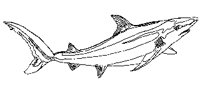 SHARK01.PCX