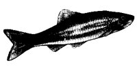 MINNOWX.PCX