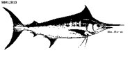 MARLIN2.PCX