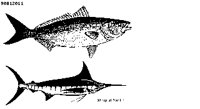 MARLIN1.PCX
