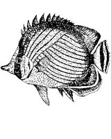 FISH28.PCX