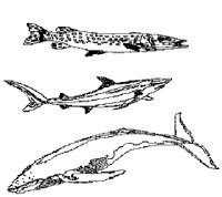 FISH26.PCX