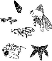 FISH24.PCX