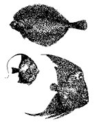 FISH20.PCX
