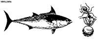 FISH19.PCX