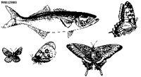 FISH17.PCX