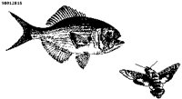 FISH14.PCX