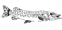FISH08.PCX