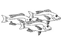 FISH06.PCX