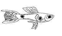 FISH05.PCX