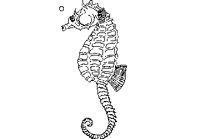 FISH03.PCX