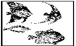 FISH.PCX