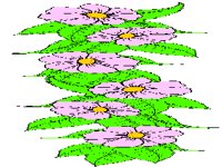 !FLOWERG.PCX