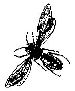 WASP.PCX