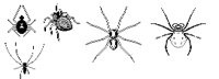 SPIDER3.PCX