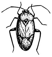 PLANTBUG.PCX
