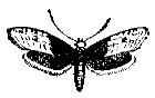 MOTH7.PCX
