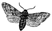 MOTH6.PCX